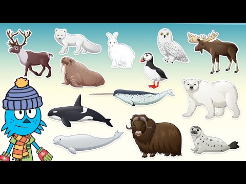 Gli Animali Artici  | Video per bambini con i suoni reali degli animali!