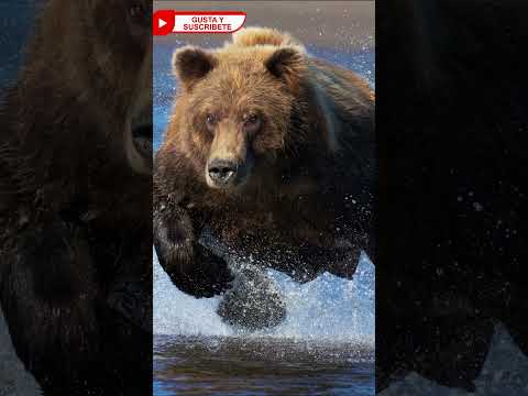 💥Esto sucede cuando un Perro enfrenta un Oso🐻