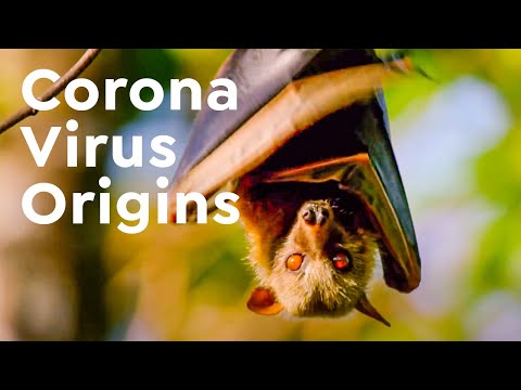 How Viruses Jump From Animals to Humans | Coronavirus Origins