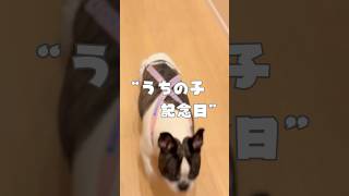 うちの子記念日