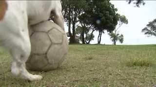 Amazing Football Dog
