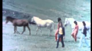 Pooh - Cosa si può dire di te (Videoclip)