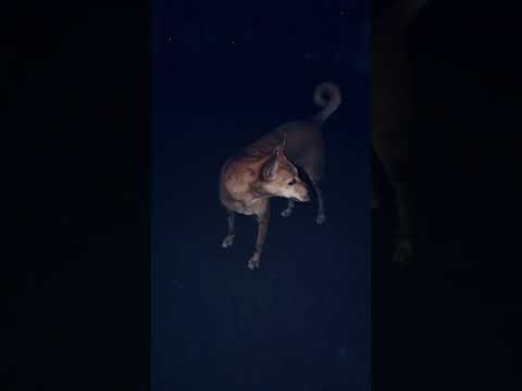 Night time me street dog#shorts