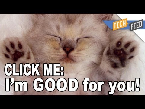 Why Are Cat Videos So Popular?