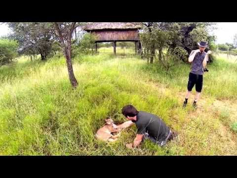 Caracal attack - YouTube