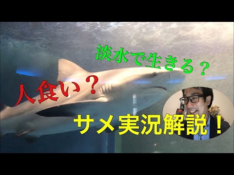 オオメジロザメの生体解説（京急油壺マリンパーク）