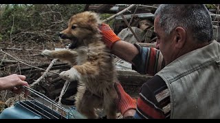 We were Shocked...Hundreds of Ticks were Eating this Poor little Dog!