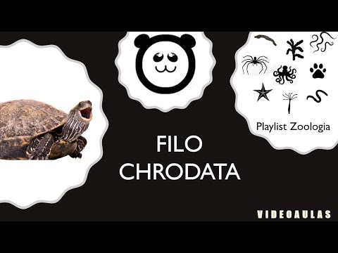 Filo Chordata - Os cordados