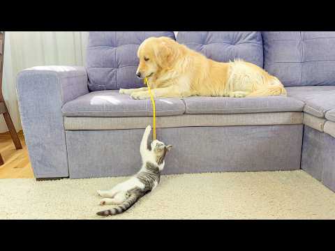 YouTube 썸네일