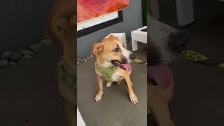 Video preview image #1 Mutt Puppy For Sale in Bellevue, WA, USA