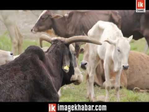 भीरबाट खसालेर १६ गाईको हत्या, ५० घाइते