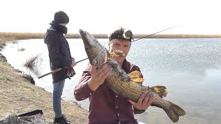 Клев щуки карачев брянской обл