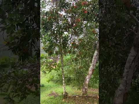 Chuva abençoada na Floresta Amazônica - Mazagão - AP - Agosto 2026