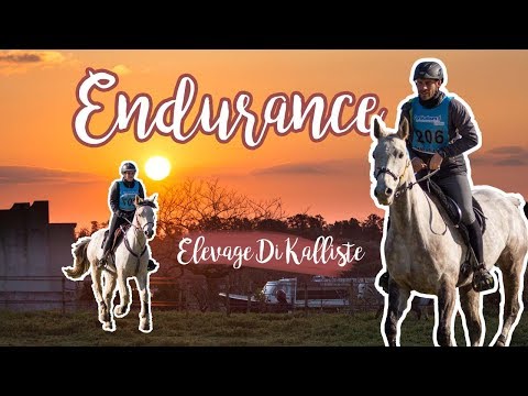 ENDURANCE // ELEVAGE DI KALLISTE