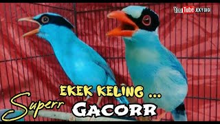 Download lagu EKEK KELING SUPER GACOR || TEMBAKAN DAHSYAT mp3 Download lagu EKEK KELING SUPER GACOR || TEMBAKAN DAHSYAT mp3