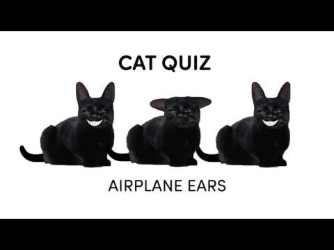 Feline Communication: Airplane Ears