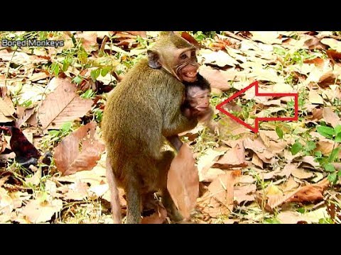 OMG!First time see Tarzanna try steal baby Julina,Tarzanna drop Julina down scare Jade bite her