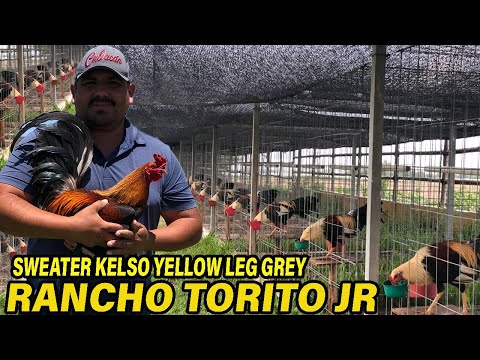 Giro Grey Yellow Leg Hatch Sweater Kelso - Beautiful Birds RANCHO TORITO JR