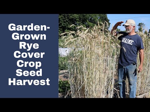 I'm Harvesting Winter Rye Seed From My Garden