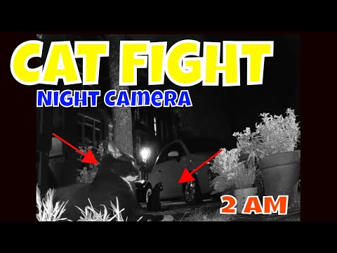 Cats at Night! Cat Fight!