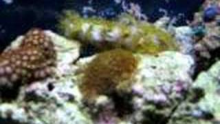 Frank's Aquarium 10 - Week 24 - August 14, 2006