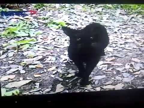 malu malu kucing mnc tv
