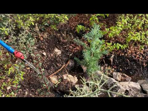 Planting Cedars in Kobayat Lebanon