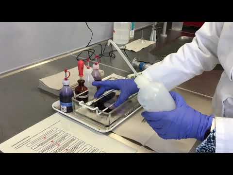 Gramfärbung Bakterien deutsch