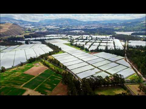 Video floricultura y exportación Ecuador