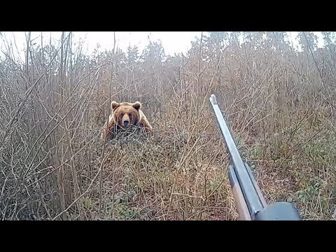10 Scariest Bear Encounters Caught on Camera