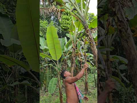 How bananas are cut, food (episode 3176) 😱 #fruit #shorts #food #banana #trending #viral #asmr