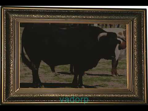 RETRATO DO SOBERANO Tião Carreiro e Pardinho