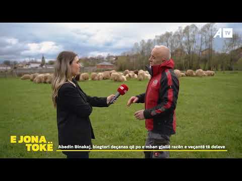 Abedin Binakaj, blegtori deçanas që po e mban gjallë racën e veçantë të deleve