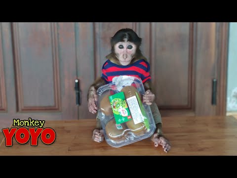 YoYo JR eats Kiwi for the first time