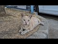 Pregnant Orange Street Cat Is Very Hungry