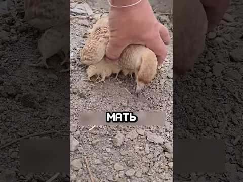 Мама - утка всегда знает что лучше для её утят #shorts