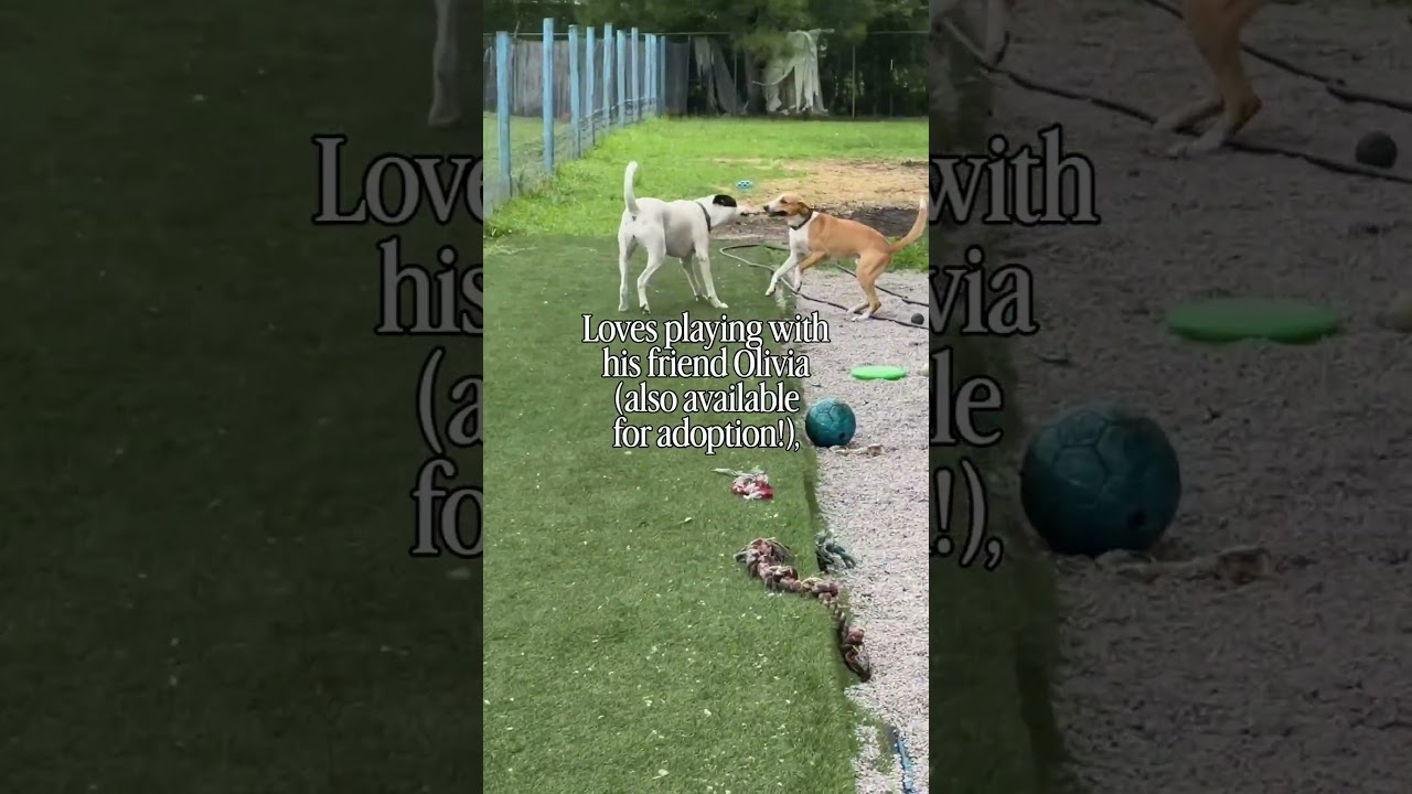 P. Sherman, a Adoptable Hound in Newport, NC video 6/6