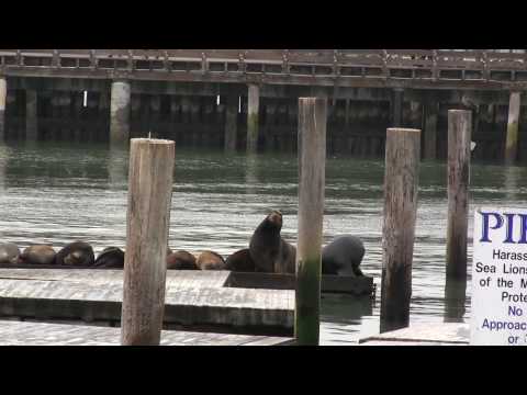 09.01.2010 - Animals