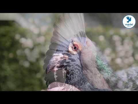 Combinatie Mantel met Vardy