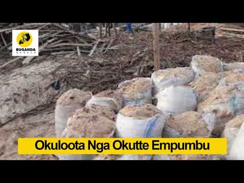 Okuloota Nga Okutte Empumbu - Ebirooto Namakulu Gaabyo - Buganda Ekkula #Shorts