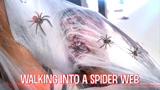 Walking Into A Spider Web | David Lopez