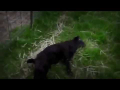 Good goat freeze on ridiculousness