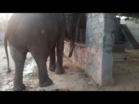 How elephant drink water with pipe