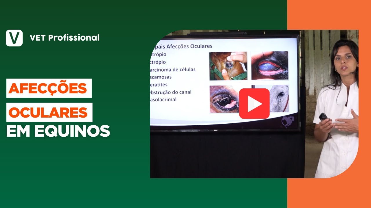 Clínica Médica de Equinos - Principais Afecções Oculares