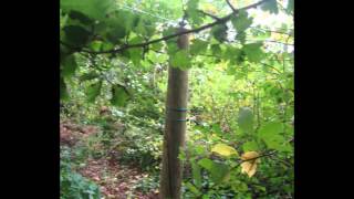 Hus til salg - Musik Allan Olsen Det Nyeste Sort