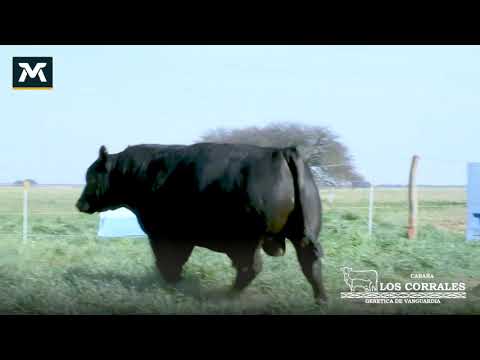 Lote 5 • CHILLEN 419 MR ANGUS • Toro PP • Angus Negro • FN 09/08/18 • PN 28 kg • CE 42 cm