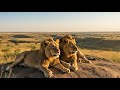 Old Footage Reveals How Lions Hunt Buffalo In The Wild