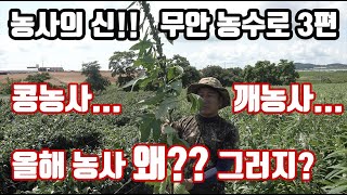농사의 신 무안 농수로 3편 올해 콩농사!! 깨농사!!  ᄋ…