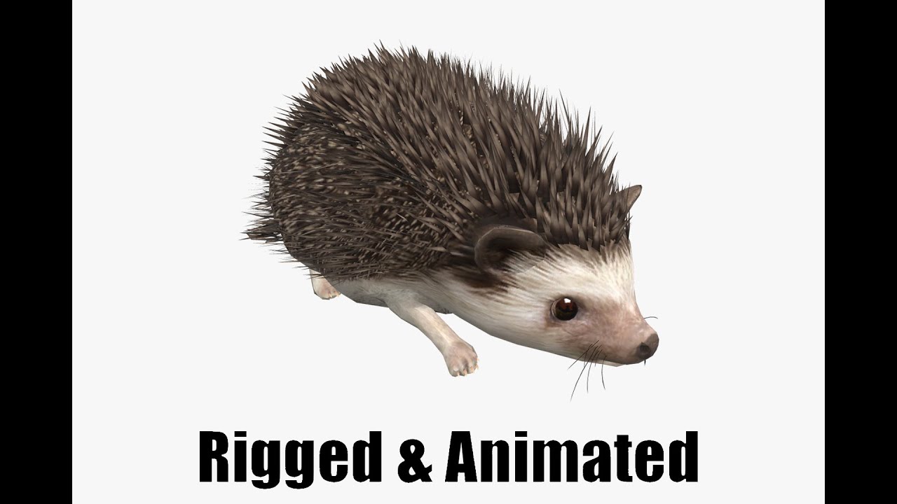 Hedgehog 3D Model