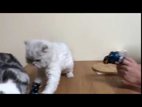 Funny cat videos - Boxing Kitten